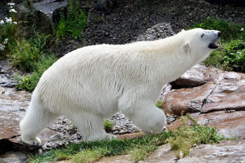 Cure na poziv cure na poziv